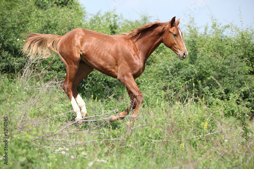 Nice young horse running downhill
