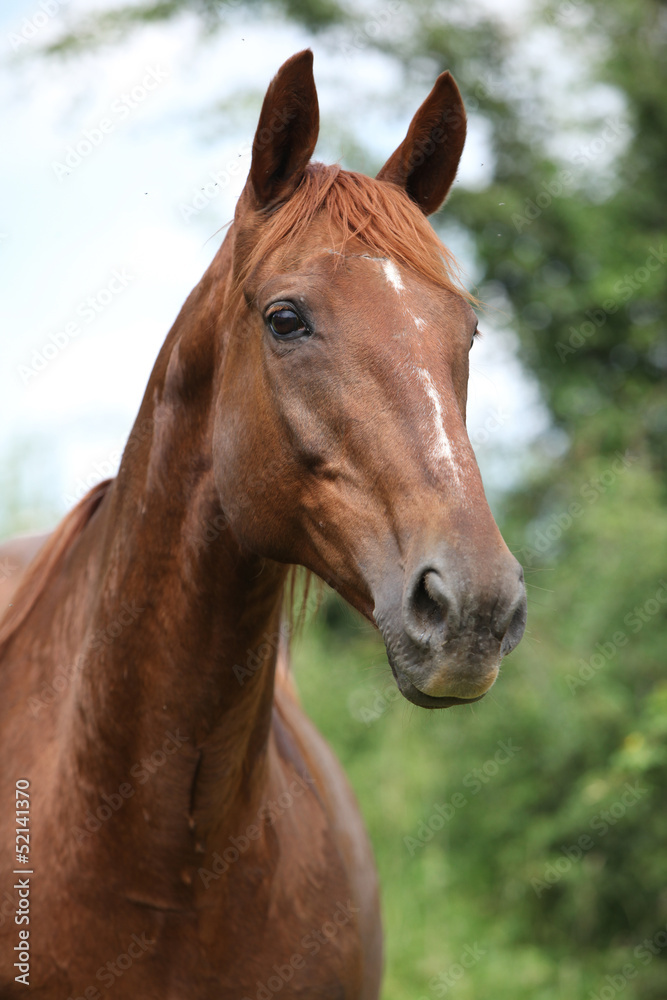 Obraz premium Chestnut horse looking