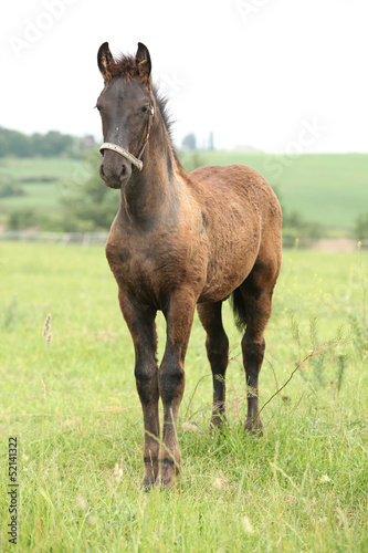 Friesian foal with halter standing on pasturage © Zuzana Tillerova