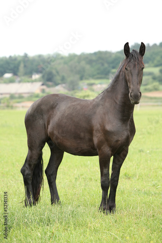 Friesian horse looking on pasturage © Zuzana Tillerova