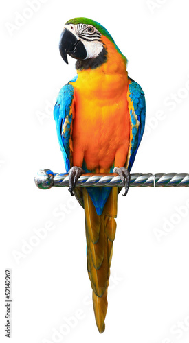 Colorful red parrot macaw isolated on white background