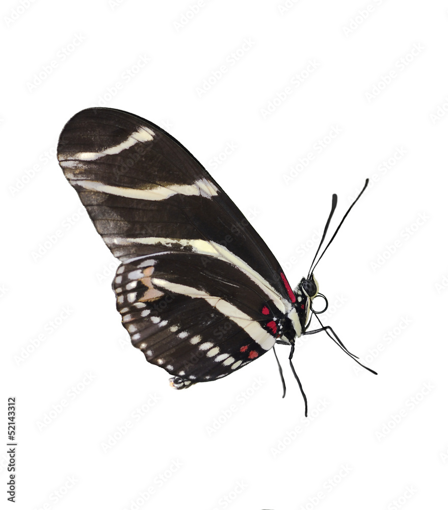 Fototapeta premium Zebra Longwing (Heliconius Charitonius) Butterfly