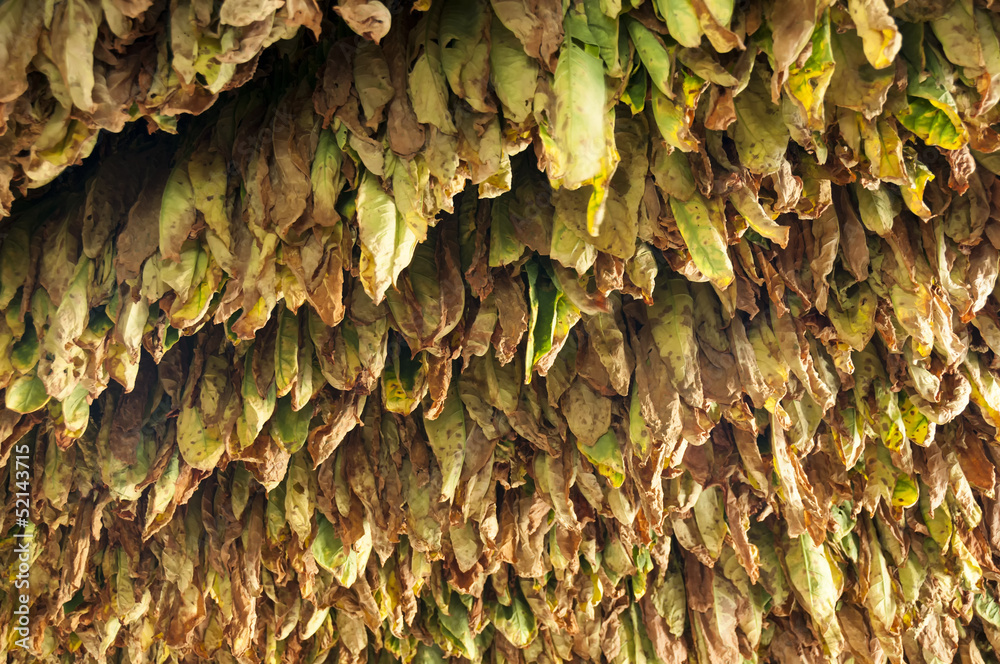 Drying of tobacco leaves, Vinales, Cuba