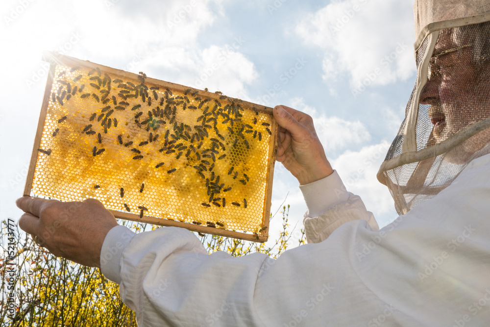 Beekeeper holds honeycomb of a beehive against the sun - obrazy, fototapety, plakaty 