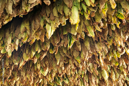 Drying of tobacco leaves, Vinales, Cuba