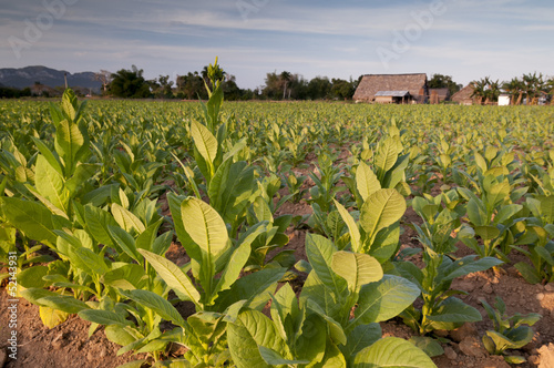 Photography Tobacco field in Cuba
