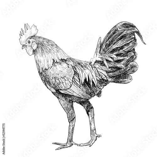 Fighting cock