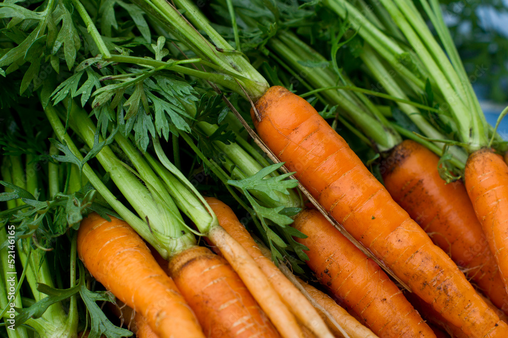 Carrot Carrot