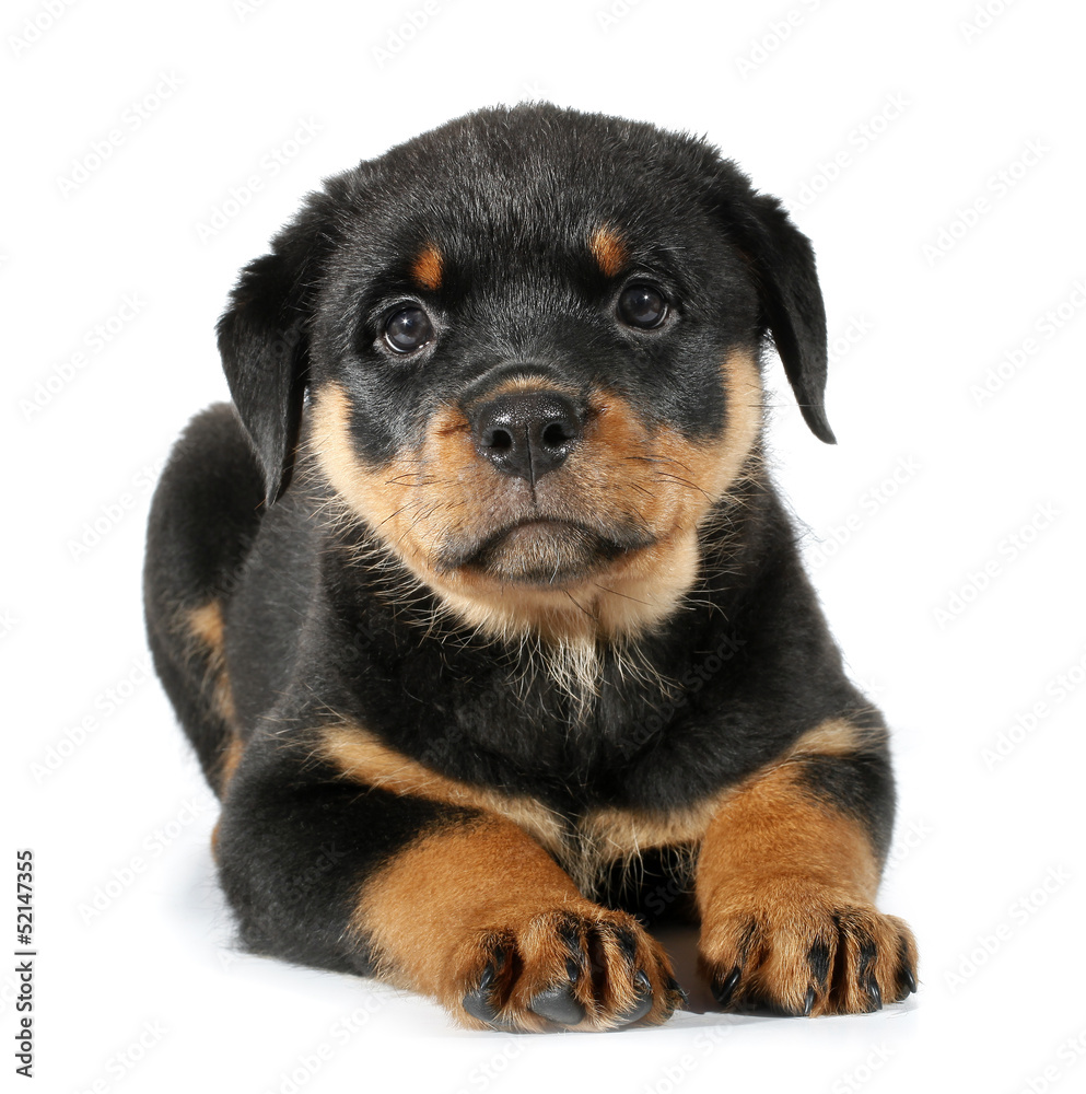 Little Rottweiler puppy dog lies down