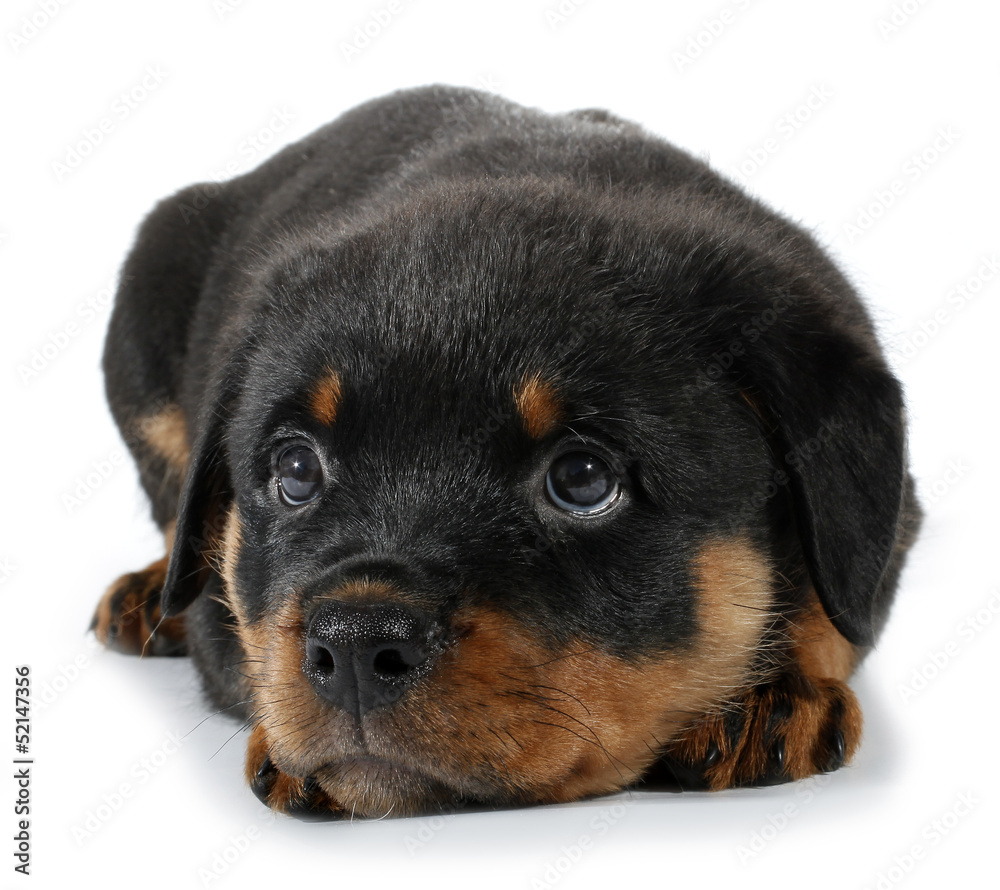 Obraz premium Little Rottweiler puppy dog lies down