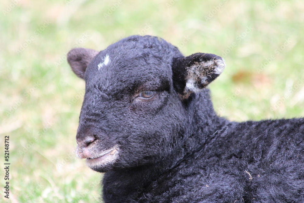 Fototapeta premium Black lamb