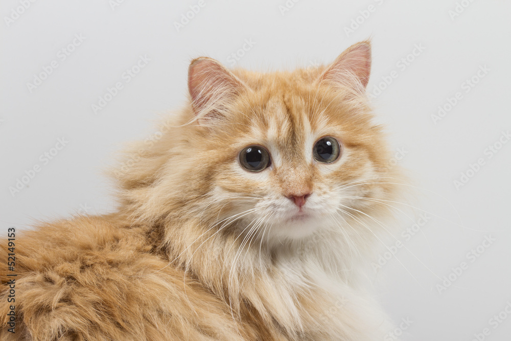 cat on the white background