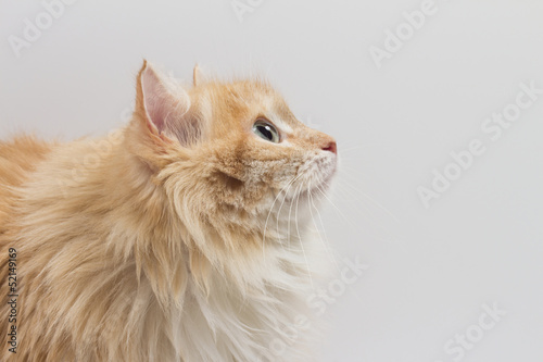 Vászonkép cat on the white background