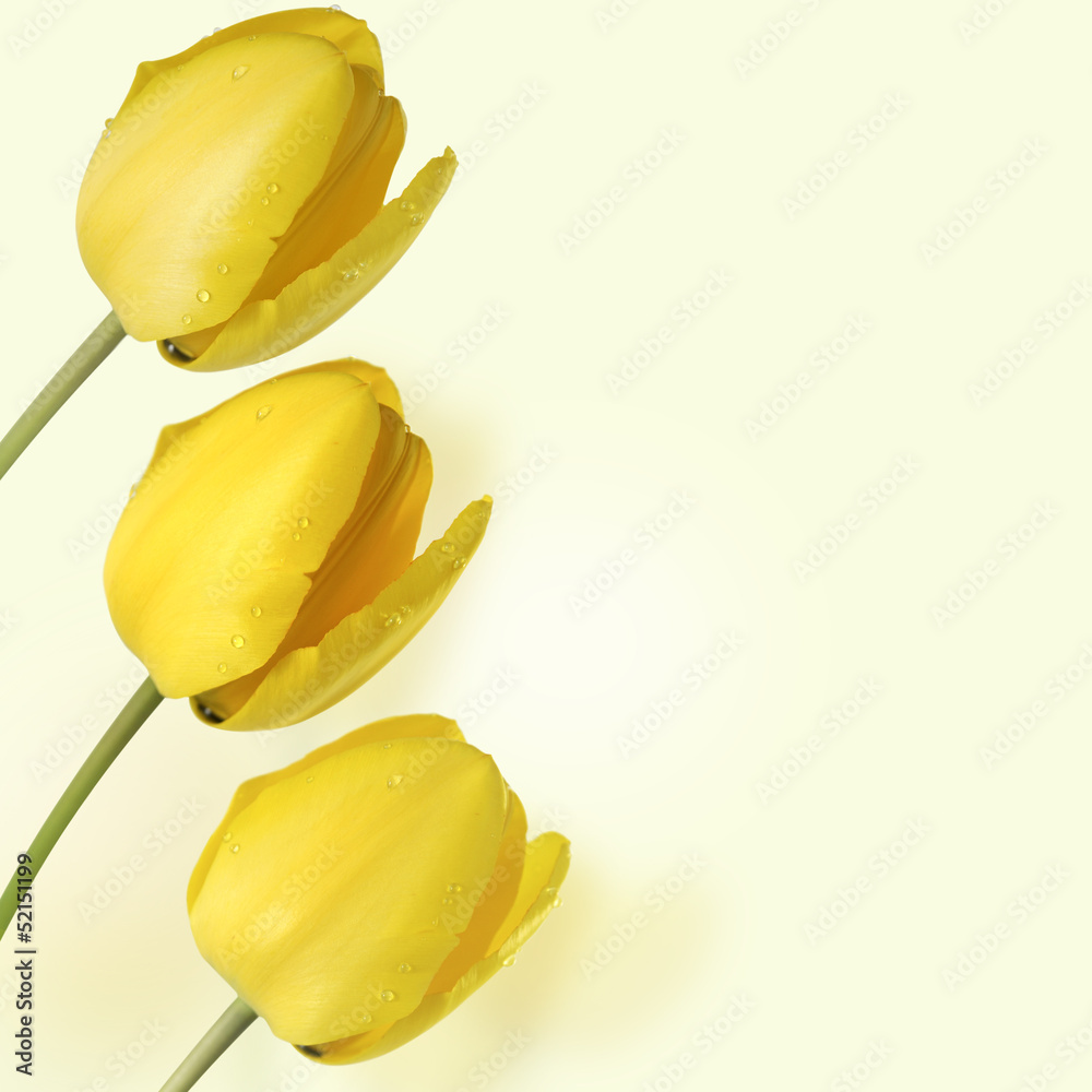 Fototapeta premium tulipany