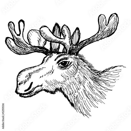 head of moose