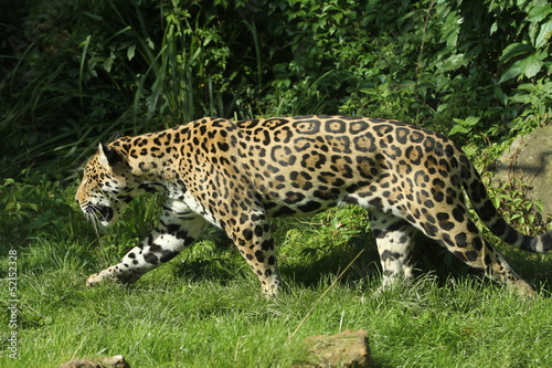 Jaguar im Angriff