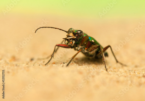 Cicindela campestris © Gucio_55