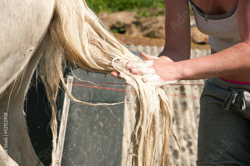 Washing a horse tail