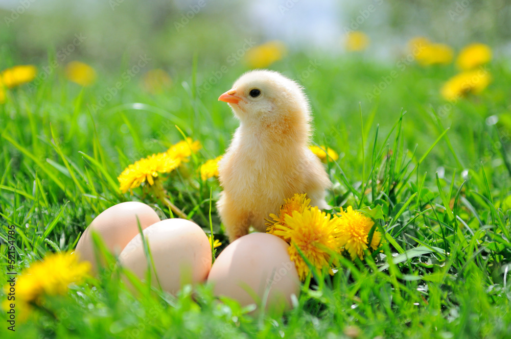 Fototapeta premium Beautiful little chicken on green grass