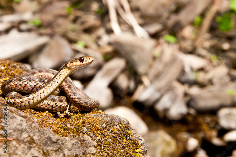 Naklejka premium Eastern Garter Snake