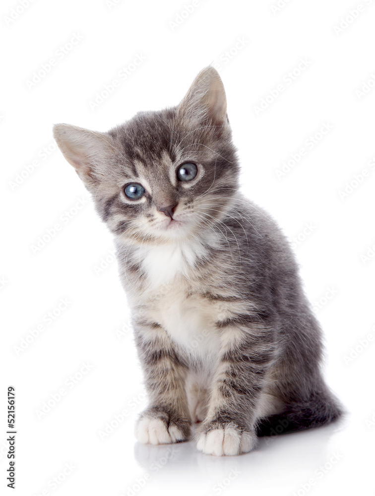 The gray striped kitten sits on a white background.