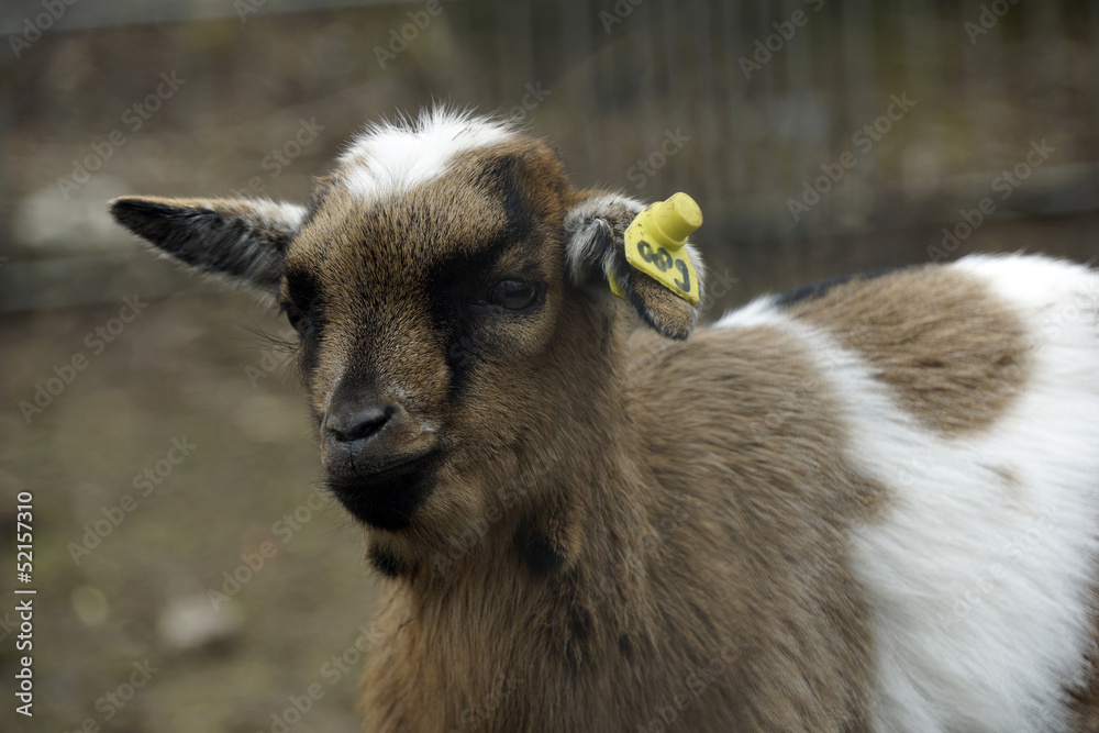Fototapeta premium Brown and white goat