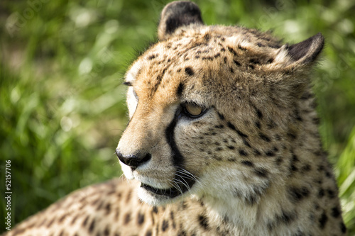 Portrait eines Geoparden