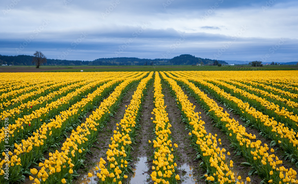 beautiful yellow tulip field