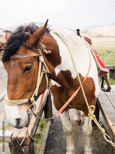 Horses saddled up and ready to ride © maikuto