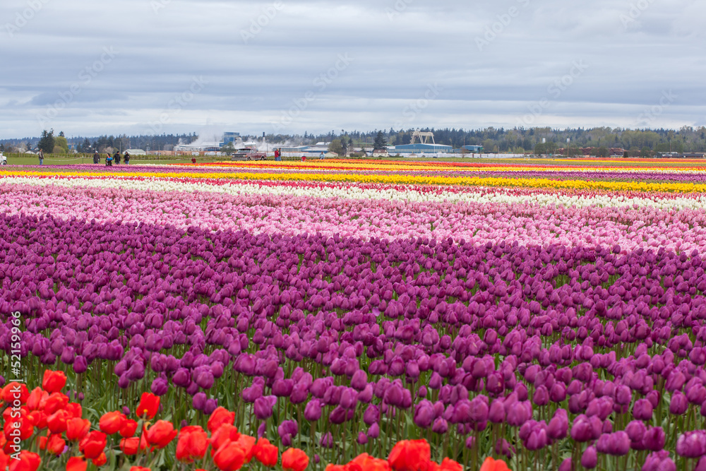 Colorful tulip field