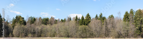 forest panorama #52160177