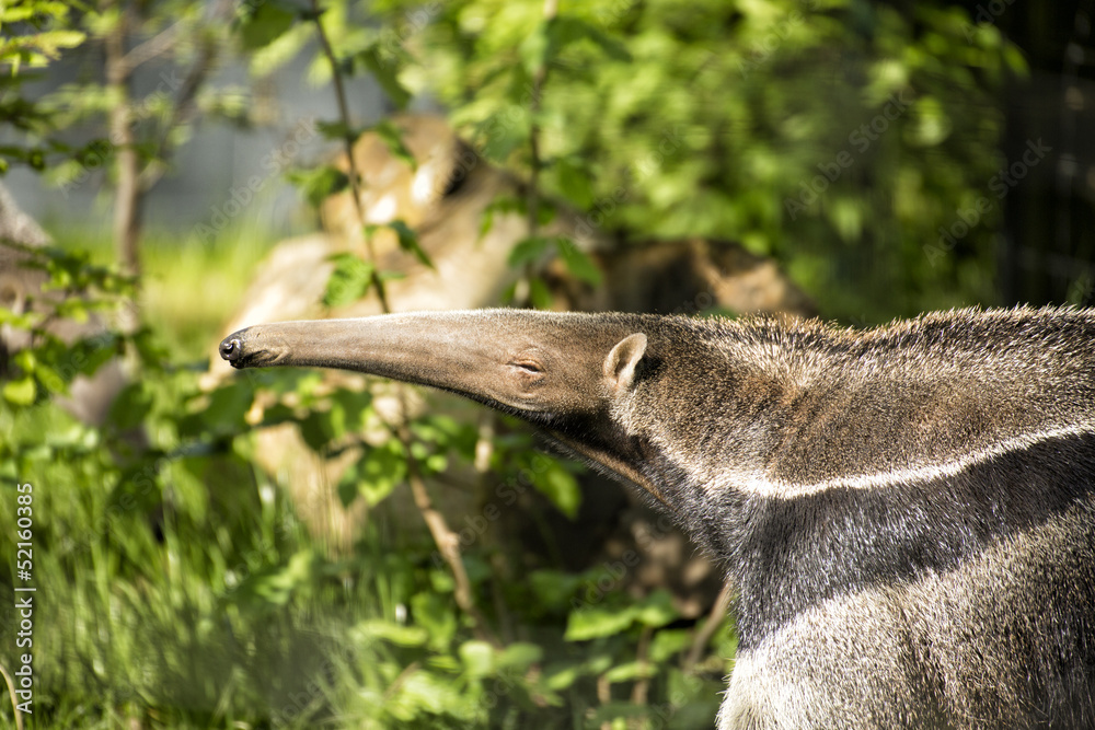 Obraz premium Großer Ameisenbär in Nahaufnahme