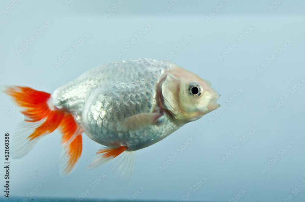 金魚 金魚