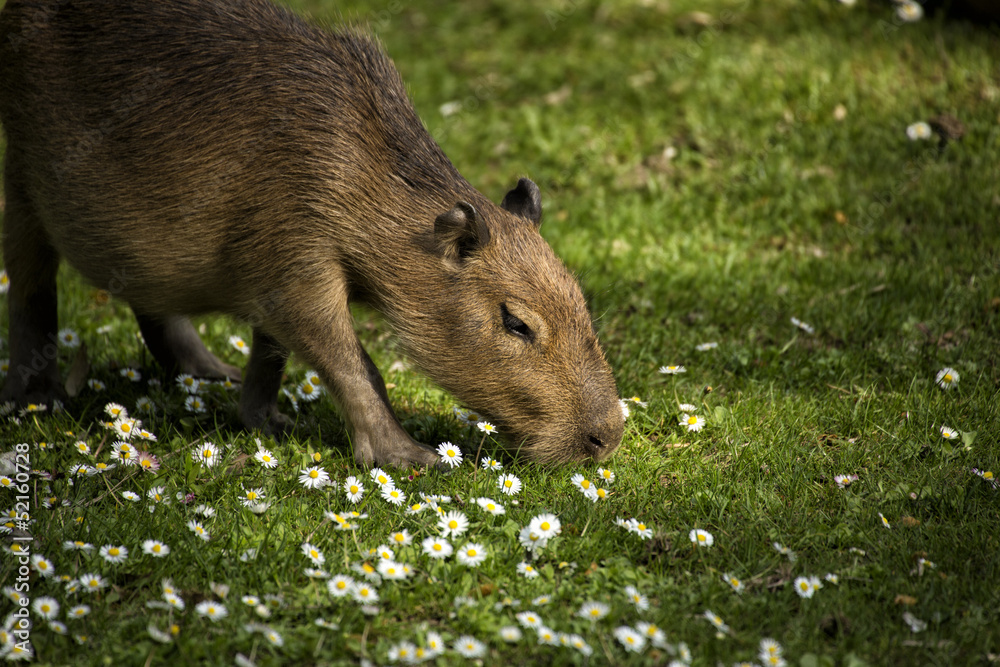 Capybara auf einer grünen Wiese Capybara auf einer grünen Wiese