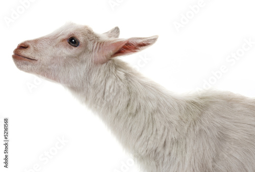 a funny white goat
