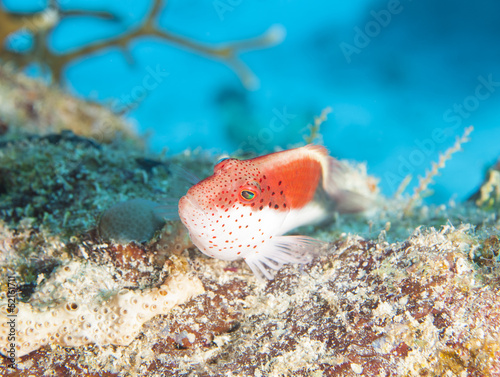 Freckled hawfish on coral reef photo