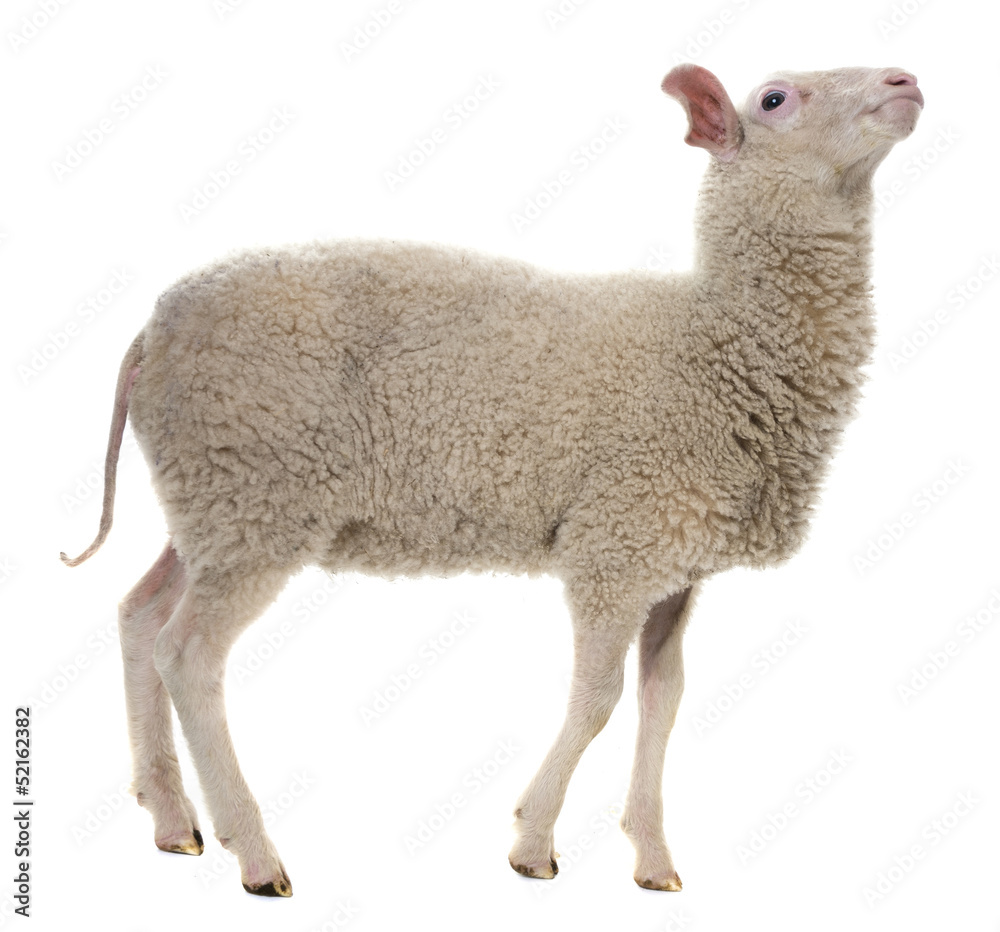 Obraz premium a sheep isolated on white background