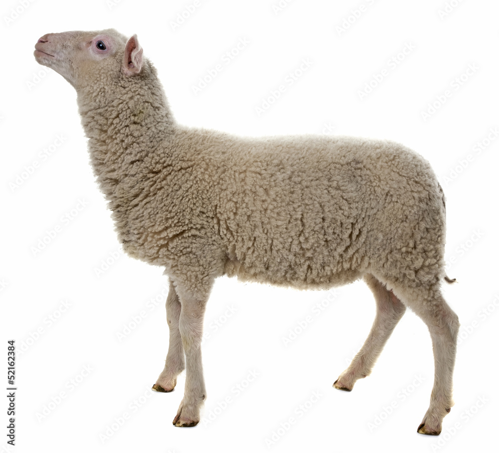 Fototapeta premium sheep isolated on white background