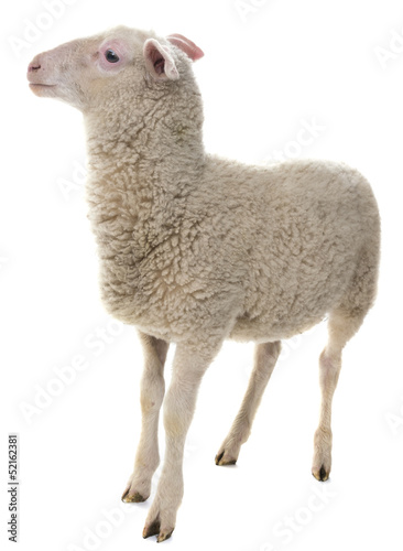 a sheep isolated on a white background