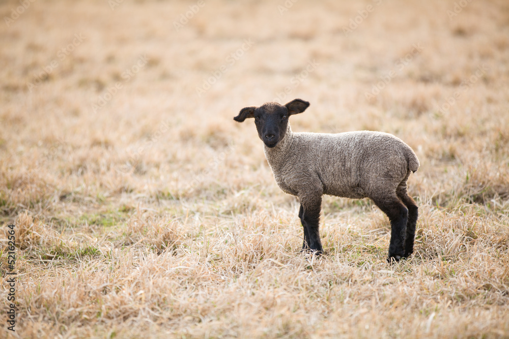 Single black lamb on pasture in spring Single black lamb on pasture in spring