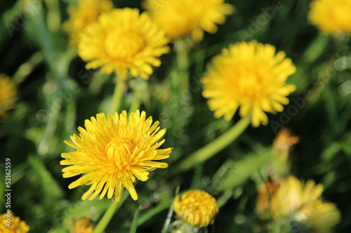 Yellow dandelion flowers with leaves in green grass © Senohrabek