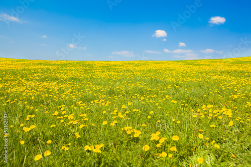 Wide shot of spring meadow with dandelions and sky