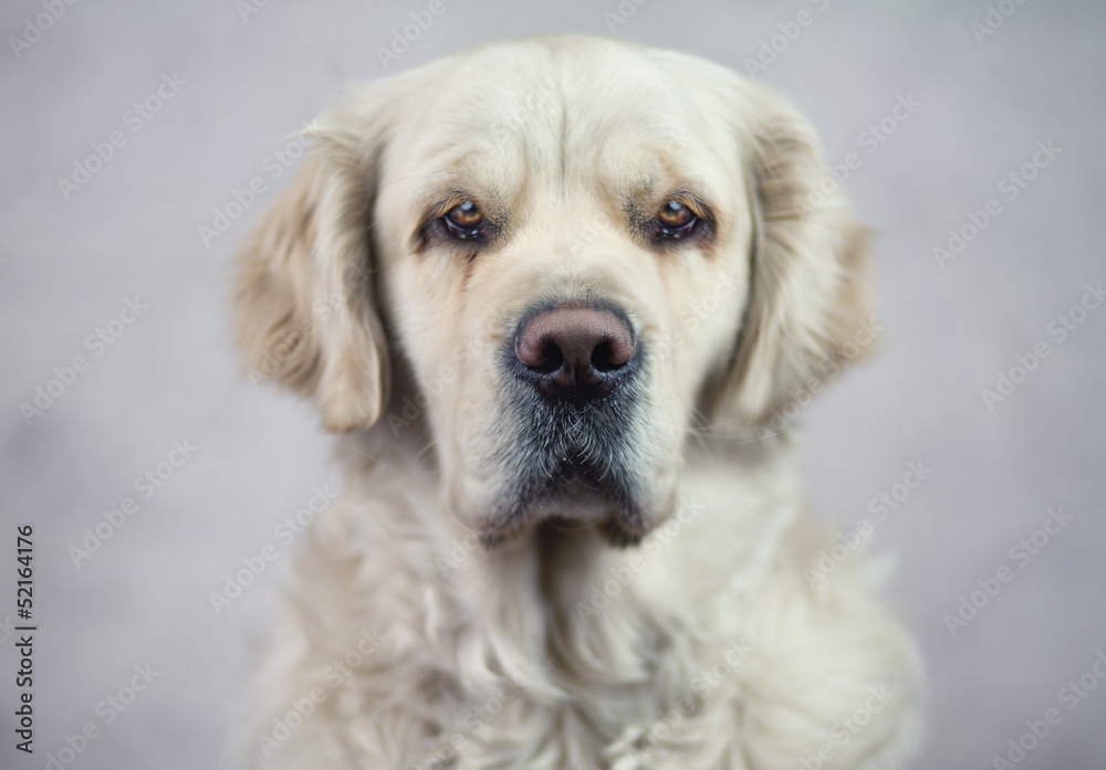Sad look of a beautiful dog