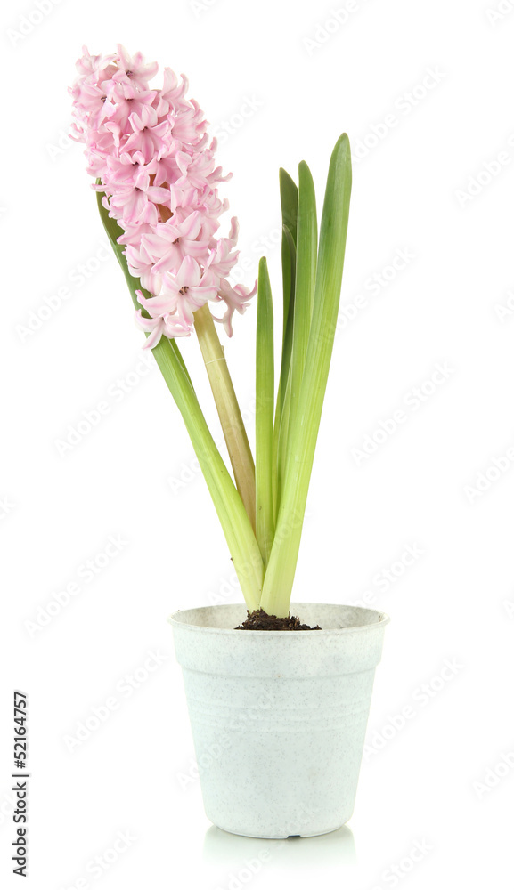 Beautiful hyacinth in flowerpot, isolated on white Beautiful hyacinth in flowerpot, isolated on white
