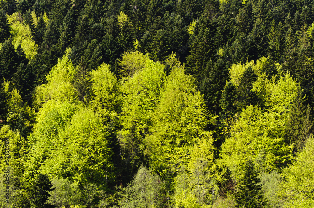 Forest background Forest background