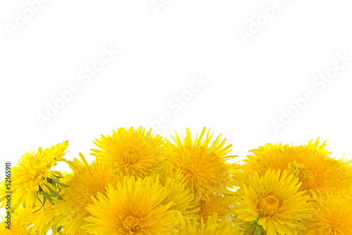 żółte kwiaty na białym tle