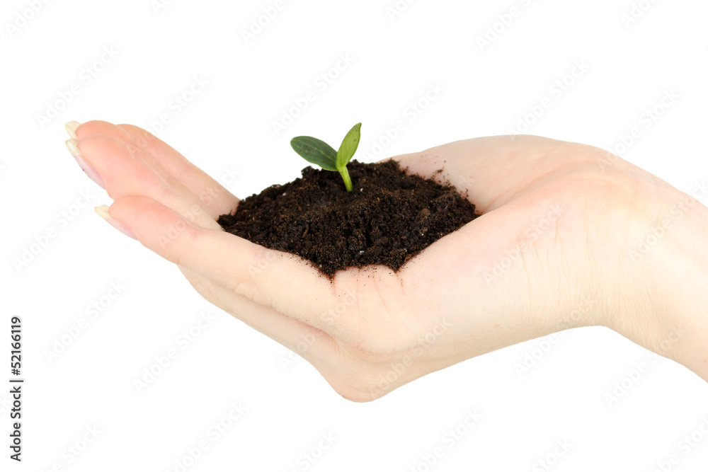Green seedling growing from soil.in hand Green seedling growing from soil.in hand