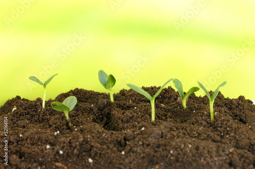 Green seedling growing from soil.on bright background