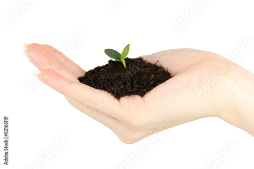 Green seedling growing from soil.in hand
