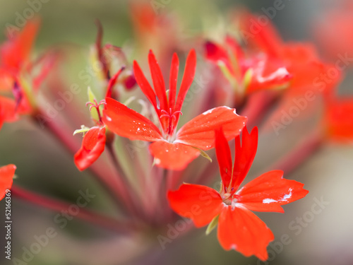 Fototapeta Naklejka Na Ścianę i Meble -  紅葉葉ゼラニウム